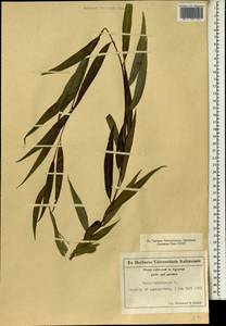 Salix babylonica L., Africa (AFR) (Egypt)