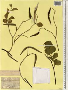 Secamone fryeri Hemsl., Africa (AFR) (Seychelles)