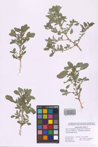 Amaranthus albus L., Eastern Europe, Lower Volga region (E9) (Russia)