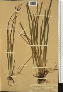 Carex pilosa Scop., Western Europe (EUR) (Switzerland)