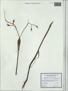 Chaerophyllum nodosum (L.) Crantz, Western Europe (EUR) (Romania)