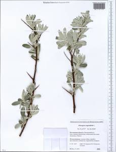 Elaeagnus angustifolia L., Eastern Europe, Rostov Oblast (E12a) (Russia)