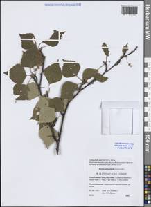 Betula pendula subsp. mandshurica (Regel) Ashburner & McAll., Siberia, Yakutia (S5) (Russia)