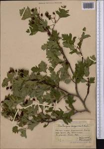 Crataegus songarica K. Koch, Middle Asia, Dzungarian Alatau & Tarbagatai (M5) (Kazakhstan)