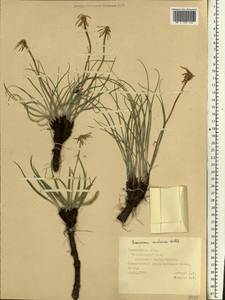 Takhtajaniantha austriaca (Willd.) Zaika, Sukhor. & N. Kilian, Eastern Europe, Middle Volga region (E8) (Russia)