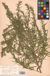 Artemisia umbrosa Turcz. ex DC., Eastern Europe, Moscow region (E4a) (Russia)