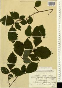 Ulmus glabra Huds., Caucasus, Stavropol Krai, Karachay-Cherkessia & Kabardino-Balkaria (K1b) (Russia)