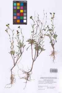 Linum ucranicum (Griseb. ex Planch.) Czern., Eastern Europe, Eastern region (E10) (Russia)