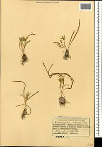 Ornithogalum sintenisii Freyn, Caucasus, Azerbaijan (K6) (Azerbaijan)