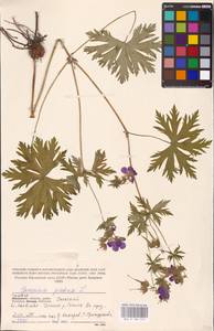 Geranium pratense L., Eastern Europe, Central region (E4) (Russia)