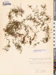 Ranunculus mongolicus (Krylov) Serg., Siberia, Chukotka & Kamchatka (S7) (Russia)