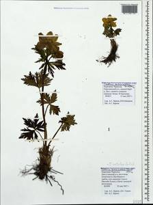 Trollius ranunculinus (Sm.) Stearn, Caucasus, Stavropol Krai, Karachay-Cherkessia & Kabardino-Balkaria (K1b) (Russia)