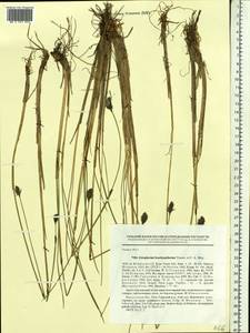 Eriophorum brachyantherum Trautv. & C.A.Mey., Siberia, Baikal & Transbaikal region (S4) (Russia)
