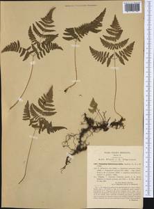 Gymnocarpium robertianum (Hoffm.) Newman, Western Europe (EUR) (Italy)