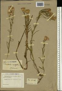 Jurinea multiflora (L.) B. Fedtsch., Eastern Europe, Rostov Oblast (E12a) (Russia)
