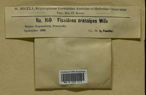 Fissidens crassipes Wilson ex Bruch & Schimp., Bryophytes, Bryophytes - Western Europe (BEu) (Germany)