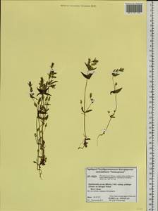Gentianella amarella subsp. acuta (Michx.) J. M. Gillett, Siberia, Central Siberia (S3) (Russia)