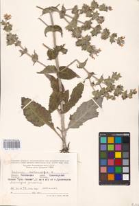 MHA 0 156 117, Salvia aethiopis L., Eastern Europe, Rostov Oblast (E12a) (Russia)