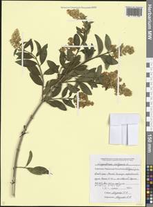 Ligustrum vulgare L., Caucasus, Stavropol Krai, Karachay-Cherkessia & Kabardino-Balkaria (K1b) (Russia)