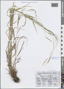 Elymus caninus (L.) L., Eastern Europe, Lower Volga region (E9) (Russia)
