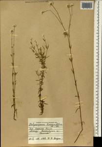Polycarpaea linearifolia (DC.) DC., Africa (AFR) (Mali)