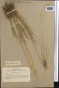 Stipa sareptana A.K.Becker, Middle Asia, Northern & Central Kazakhstan (M10) (Kazakhstan)