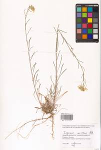 Erysimum diffusum Ehrh., Eastern Europe, South Ukrainian region (E12) (Ukraine)