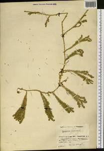 Spinulum annotinum subsp. annotinum, Siberia, Baikal & Transbaikal region (S4) (Russia)