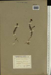 Linaria cretacea Fisch. ex Spreng., Eastern Europe, North Ukrainian region (E11) (Ukraine)