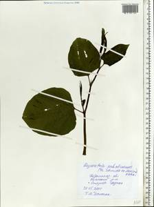 Reynoutria sachalinensis (F. Schmidt) Nakai, Eastern Europe, Central region (E4) (Russia)