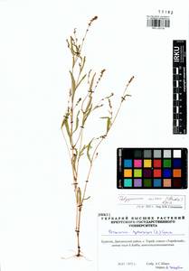 Persicaria minor (Huds.) Opiz, Siberia, Baikal & Transbaikal region (S4) (Russia)