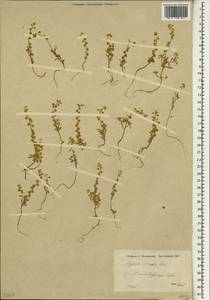 Clypeola aspera (Grauer) Turrill, South Asia, South Asia (Asia outside ex-Soviet states and Mongolia) (ASIA) (Turkey)