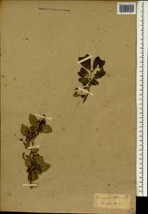 Euonymus alatus (Thunb.) Siebold, South Asia, South Asia (Asia outside ex-Soviet states and Mongolia) (ASIA) (Japan)