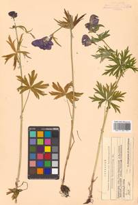 Aconitum delphinifolium DC., Siberia, Chukotka & Kamchatka (S7) (Russia)