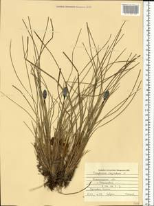 Eriophorum vaginatum L., Eastern Europe, South Ukrainian region (E12) (Ukraine)