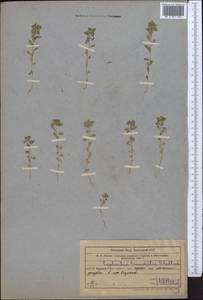 Euphorbia franchetii B.Fedtsch., Middle Asia, Western Tian Shan & Karatau (M3) (Uzbekistan)