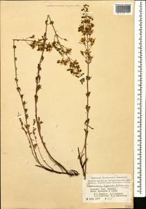 Hypericum elongatum Ledeb., Caucasus, Armenia (K5) (Armenia)
