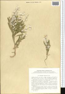 Lachnoloma lehmannii Bunge, Middle Asia, Pamir & Pamiro-Alai (M2) (Tajikistan)