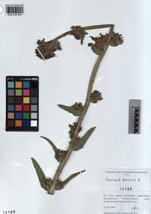 KUZ 004 864, Campanula cervicaria L., Siberia, Altai & Sayany Mountains (S2) (Russia)