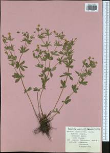 Potentilla erecta (L.) Raeusch., Eastern Europe, Central region (E4) (Russia)