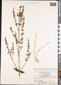 Nepeta cataria L., Caucasus, North Ossetia, Ingushetia & Chechnya (K1c) (Russia)