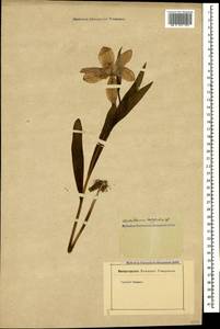 Fritillaria latifolia Willd., Caucasus (no precise locality) (K0)
