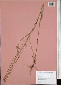 Camelina microcarpa Andrz. ex DC., Eastern Europe, Central region (E4) (Russia)