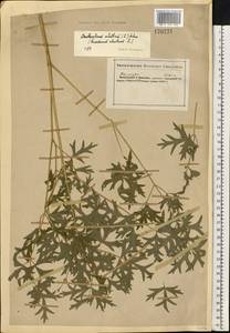 Xanthoselinum alsaticum (L.) Schur, Eastern Europe, South Ukrainian region (E12) (Ukraine)