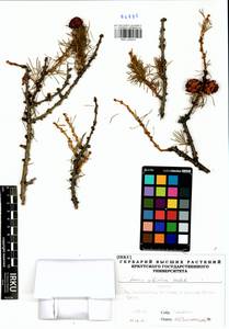 Larix sibirica Ledeb., Siberia, Baikal & Transbaikal region (S4) (Russia)