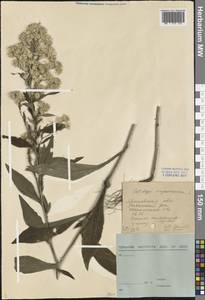 Solidago virgaurea L., Eastern Europe, Central forest region (E5) (Russia)