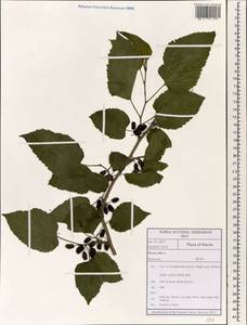 Morus alba L., South Asia, South Asia (Asia outside ex-Soviet states and Mongolia) (ASIA) (South Korea)