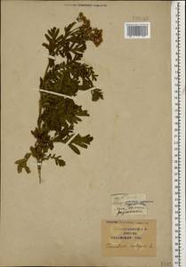 Tanacetum vulgare L., Caucasus, Krasnodar Krai & Adygea (K1a) (Russia)