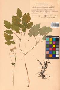 Thalictrum tuberiferum Maxim., Siberia, Russian Far East (S6) (Russia)