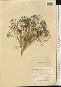 Trinia multicaulis (Poir.) Schischk., Eastern Europe, South Ukrainian region (E12) (Ukraine)